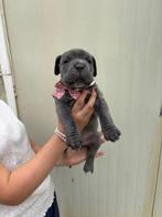 cane corso pups, Dieren en Toebehoren, Honden | Bulldogs, Pinschers en Molossers, België, Fokker | Hobbymatig, Rabiës (hondsdolheid)