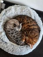 Bengaal + Savannah, Meerdere dieren