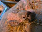 Timneh Grijze Roodstaart baby, Dieren en Toebehoren, Geslacht onbekend, Papegaai