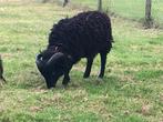 Super lief ram lam ouassant 29-3-25, Dieren en Toebehoren, Mannelijk, Schaap, 0 tot 2 jaar