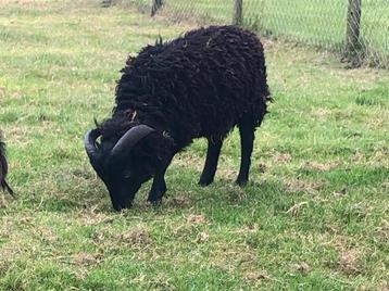 Super lief ram lam ouassant 29-3-25 beschikbaar voor biedingen