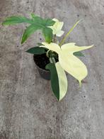Philodendron Florida Ghost, Huis en Inrichting, Kamerplanten, Ophalen of Verzenden, Overige soorten, Minder dan 100 cm