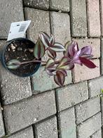 Zebrina, Huis en Inrichting, Kamerplanten, Ophalen, Overige soorten, Minder dan 100 cm