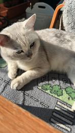Lieve rustige kat zoekt nieuw thuis, Dieren en Toebehoren, Katten en Kittens | Dekkaters