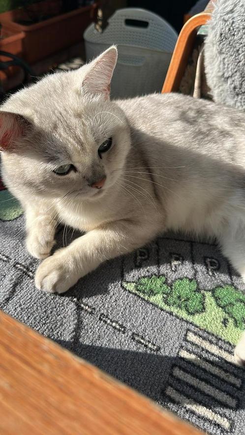 Lieve rustige kat zoekt nieuw thuis, Dieren en Toebehoren, Katten en Kittens | Dekkaters