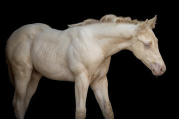 Quarter & paint horses, 2 veulens en 1 jaarling beschikbaar voor biedingen