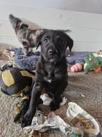 Laatste 2 puppies uit een mooi nest. Gesocialiseerd, Rabiës (hondsdolheid), 8 tot 15 weken, Teef, Meerdere