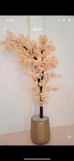 Bloesemboom, Ophalen, Nieuw, Binnen