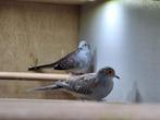 Te Koop Jonge Diamant Duifjes, Dieren en Toebehoren, Vogels | Overige Vogels, Meerdere dieren, Tropenvogel