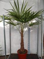 Trachycarpus fortunei Winterhard, Ophalen, Zomer, Volle zon, Palmboom