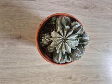 euphorbia horrida alba kamerplant beschikbaar voor biedingen