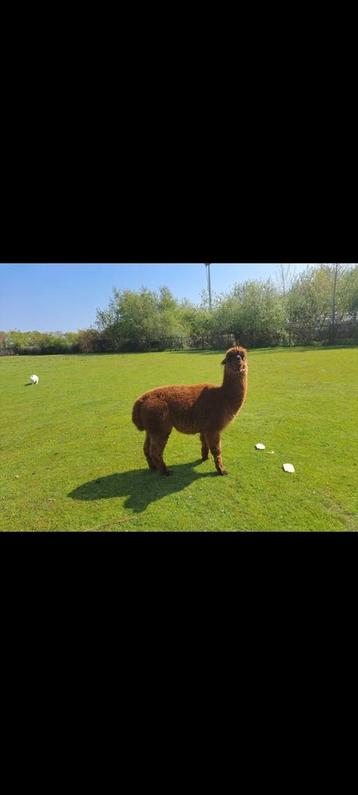 Alpaca hengst  bewezen beschikbaar voor biedingen