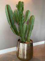 Mooie Cactus Euphorbia Eritrea, Huis en Inrichting, Kamerplanten, Cactus, Ophalen