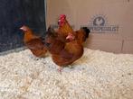 Jonge tamme New Hampshire kriel kippen - Gesekst en Ingeënt, Dieren en Toebehoren, Pluimvee, Vrouwelijk, Kip