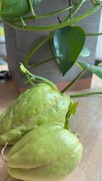 Zaad Chayote•vegetale peer•চুচু•• €3 stuk 2 voor €5, Huis en Inrichting, Kamerplanten, 200 cm of meer, Ophalen of Verzenden, Groenteplant