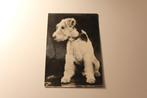Oude z/w Honden Postkaart - Foxterriër kijkt om, Italië, Verzamelen, Ansichtkaarten | Dieren, 1940 tot 1960, Ongelopen, Verzenden