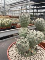 Tephrocactus Geometricus 'Diablo' 17 cm pot. Argentinie., Ophalen of Verzenden, Minder dan 100 cm, Bloeiende kamerplant, Volle zon