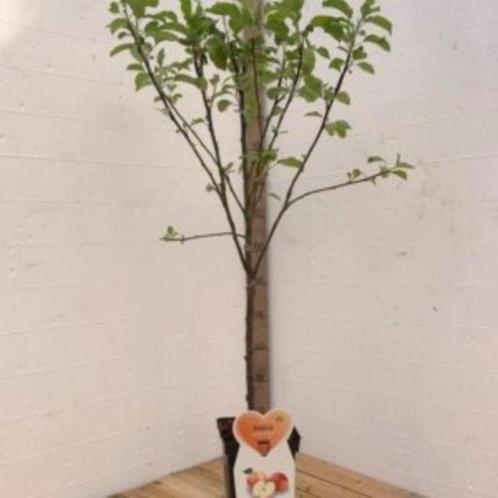 appelbomen in pot, Tuin en Terras, Planten | Fruitbomen, Lente, In pot, Verzenden