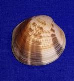 schelpen, Periglypta puerpera, Ophalen of Verzenden, Schelp(en)