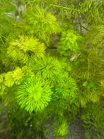 Mooie gezonde bos aquariumplanten, Vis