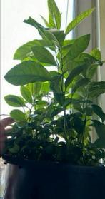 Citroen 🍋bloedsinaasappel 🍊, Ophalen, Fruitplant, Minder dan 100 cm, Bloeiende kamerplant
