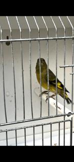 2 Zwarte kopsijz pop, Dieren en Toebehoren, Vogels | Overige Vogels, Vrouwelijk