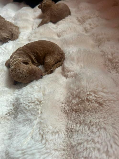 Toypoedel, Dieren en Toebehoren, Honden | Chihuahua's en Gezelschapshonden, Meerdere dieren, Overige rassen, Particulier, Meerdere