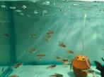 Rode Rio, Hyphessobrycon Flammeus, Dieren en Toebehoren, Vissen | Aquariumvissen, Vis