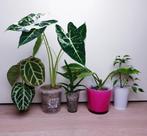 Set populaire kamerplantjes, ficus, alocasia frydek, aloë, Huis en Inrichting, Kamerplanten, Overige soorten, Ophalen of Verzenden