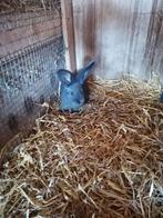 Blauwe Vlaamse reuzen, Dieren en Toebehoren, Mannelijk, Groot, 0 tot 2 jaar