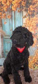 Lieve, goed gezonde, knappe koningspoedel pup Nino️, Dieren en Toebehoren, Poedel, Parvo, 15 weken tot 1 jaar, Reu