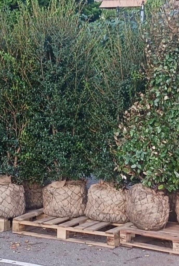 6x Eliagnus Ebbingei en 3x Osmanthus burkwoodii, Tuin en Terras, Planten | Struiken en Hagen, Struik, Overige soorten, 100 tot 250 cm