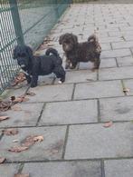 2 Maltipoo (F1B) pups van onze Ivy en Skye te koop, Dieren en Toebehoren, Honden | Chihuahua's en Gezelschapshonden, Rabiës (hondsdolheid)