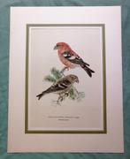 Vogelprent Tureluur Litho, Antiek en Kunst, Kunst | Etsen en Gravures, Ophalen of Verzenden