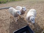 Swifter rammen, Dieren en Toebehoren, Schapen, Geiten en Varkens, Mannelijk, Schaap, 0 tot 2 jaar