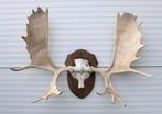 Groot ALASKA ELAND GEWEI op houten schild ("MOOSE"), Ophalen, Gebruikt, Hert, Gewei of Kop