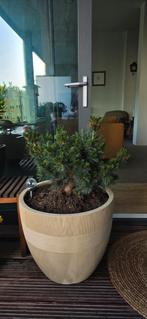 Pinus Mugo in Pot, Ophalen, Minder dan 100 cm