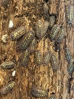 Armadillidium granulatum ‘Lemon’, Overige soorten