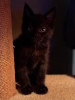 Main coon x kittens, Dieren en Toebehoren, Katten en Kittens | Raskatten | Langhaar, Poes