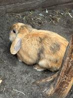 Schattig konijntje, Dieren en Toebehoren, Konijnen