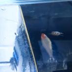 3 roodkopzalmpjes, Dieren en Toebehoren, Vissen | Vijvervissen, Karper of Koi