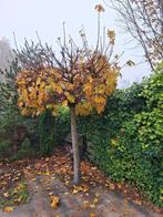 Dakplataan, Ophalen, Volle zon, Dakboom, 100 tot 250 cm