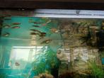 Guppies (vrouwtjes), Dieren en Toebehoren, Vis