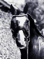 Bloedmooie welsh irish cob ruin, Dieren en Toebehoren, Pony's, B, Ruin, Ontwormd, 7 tot 10 jaar