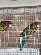 Koppel prachtrosselas, Meerdere dieren, Parkiet, Geringd