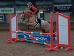 Allround D pony, braaf en Talentvol!, Dieren en Toebehoren, Pony's