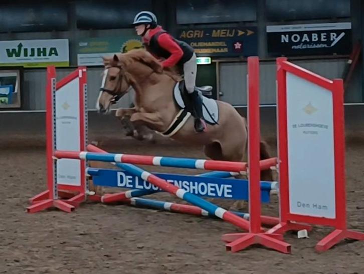 Allround D pony, braaf en Talentvol!, Dieren en Toebehoren, Pony's