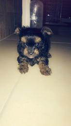 Chihuahua black and tan, Dieren en Toebehoren, Honden | Chihuahua's en Gezelschapshonden, Teef, Eén hond, Chihuahua, Nederland