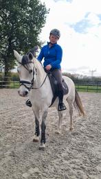 8 jarige Dpony merrie, Dieren en Toebehoren, Merrie, B, D pony (1.37m tot 1.48m), Gechipt