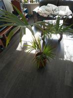 kentia palm, Huis en Inrichting, Kamerplanten, Ophalen, Palm, Halfschaduw, Minder dan 100 cm